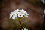 23rd Mar 2025 - Flowers from a Tree
