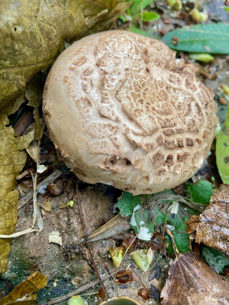 Mushroom by monicac