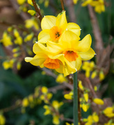 24th Mar 2025 - Rainbow month yellow 4