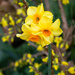 Rainbow month yellow 4