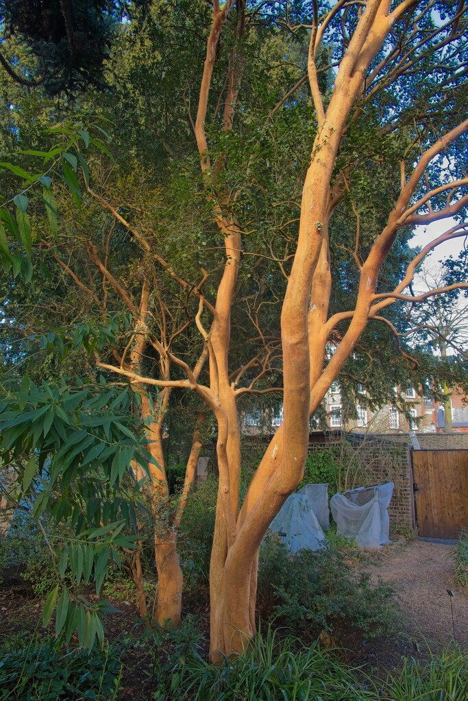 Naked Tree by billyboy