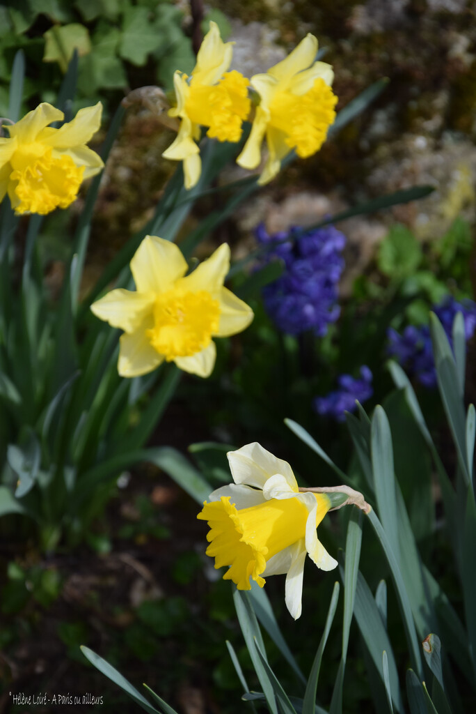 yellow & blue by parisouailleurs
