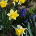 yellow & blue