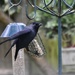 Jackdaw  by rosiekind