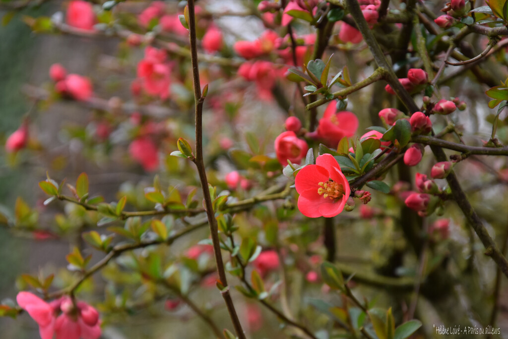 Chaenomeles japonica by parisouailleurs