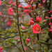 Chaenomeles japonica