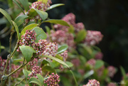 22nd Mar 2025 - Skimmia