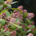 Skimmia