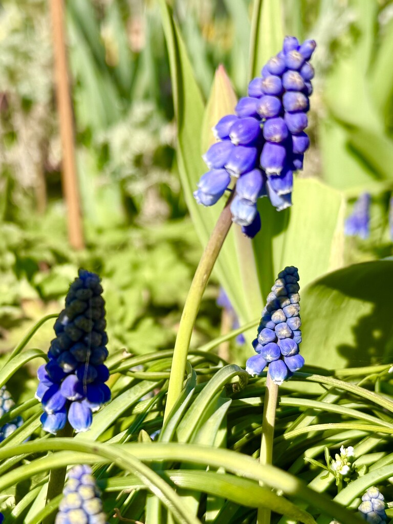 Grape Hyacinth  by phil_sandford