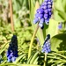 Grape Hyacinth 
