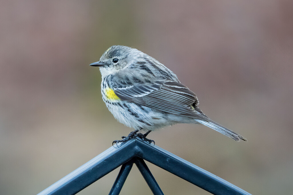 Perched by kvphoto