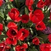 Red 4 - Blooming San Francisco
