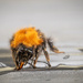 Another pic of the bumblebee