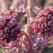 The bog rhubarb