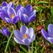 Crocus