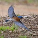 LHG_9267 Bluebird just ate a worm takeoff by rontu