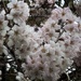 Blossom