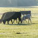 Bucolic