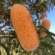 25th Mar 2025 - Banksia