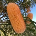 Banksia