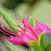 Spring Showers