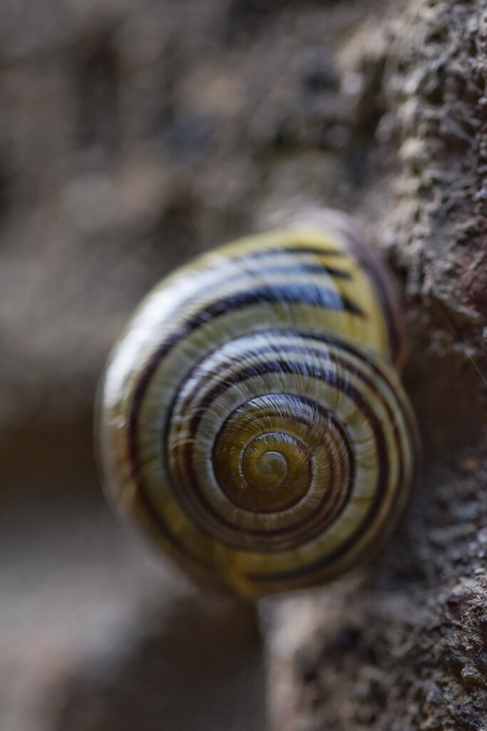 Spirals by dragey74