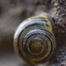 Spirals