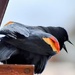 Perturbed Red-Winged Blackbird 