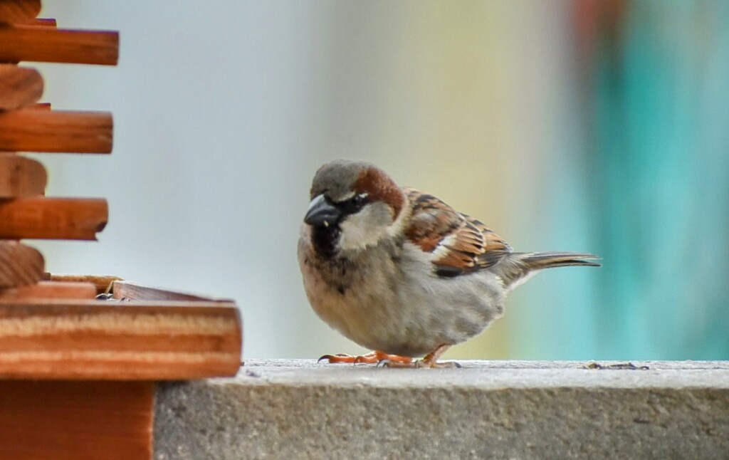Sweet Sparrow  by bjywamer