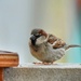 Sweet Sparrow 