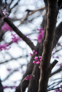 24th Mar 2025 - Deep Pink