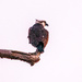 Osprey Watching Over the Waters!