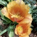 Rainbow orange 