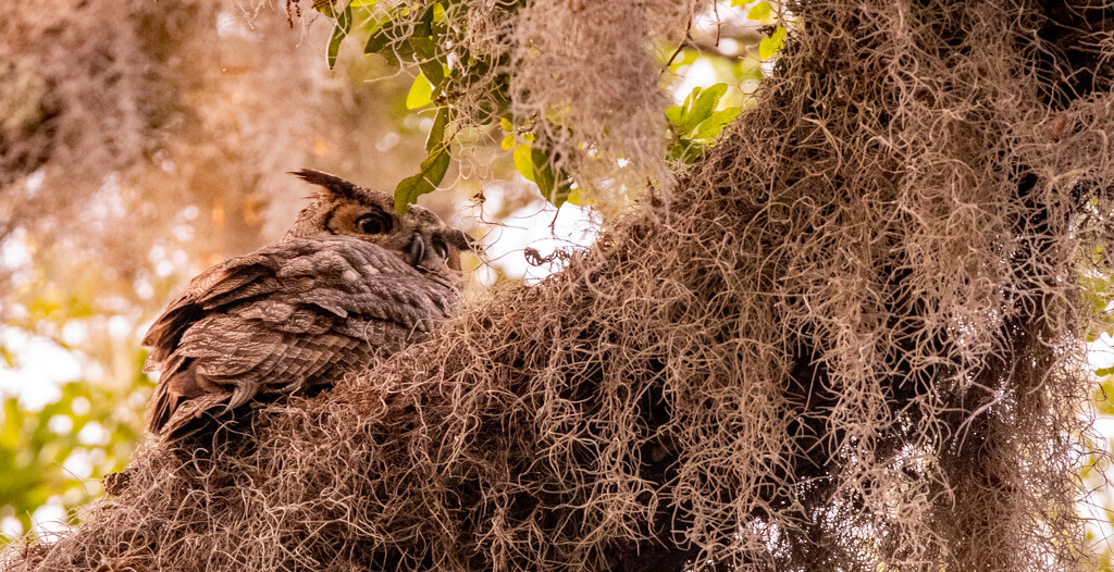 Great Horned Owl Peeking Around! by rickster549