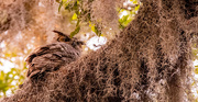 24th Mar 2025 - Great Horned Owl Peeking Around!