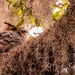 Great Horned Owl Peeking Around!