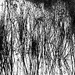 Reeds