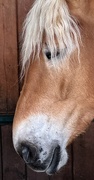 19th Mar 2025 - Why The Long Face?