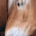 Why The Long Face?