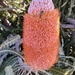 Banksia and Bee