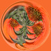 Cone flower swirl 