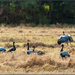 After this they all took off
