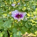 Tree Mallow