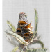Banksia seed pod