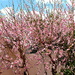 PEACH BLOSSOMS EVERYWHERE