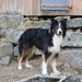 Top Dog Angus
