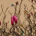 Magnolia Against Wall