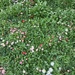 Erigeron 
