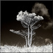 A loan tree - IR