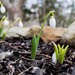 Snowdrops